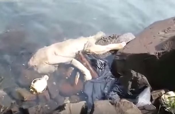 ¿Es real? Filmaron a un chupacabras flotando en un río