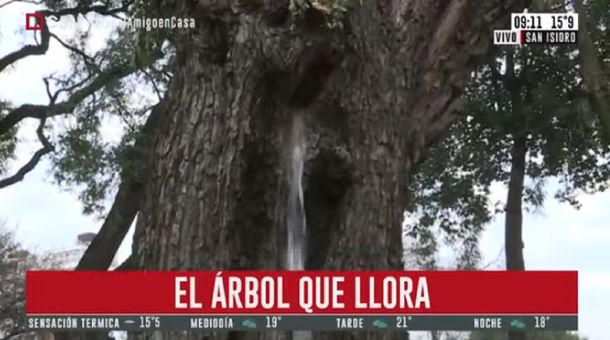 Estupor total en San Isidro por el árbol que llora: la explicación del fenómeno