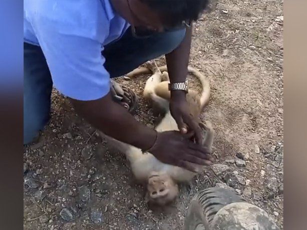 Un taxista salvó la vida de un mono haciéndole RCP