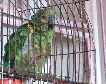 Usaban un loro soplón para vender drogas en su casa de La Boca: la Policía los detuvo