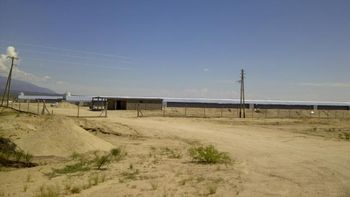 miles de pollos murieron en un criadero por exceso de calor miles de pollos murieron en un criadero por exceso de calor