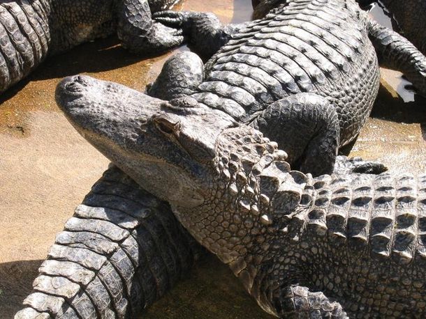 Cocodrilos