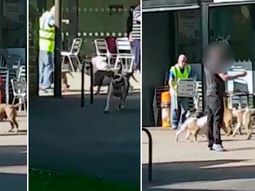 Una manada de perros ataca a clientes en un shopping Una manada de perros ataca a clientes en un shopping