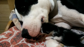 Un pitbull ayuda a calmar a un gato de un día Un pitbull ayuda a calmar a un gato de un día