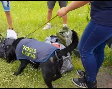 Controles anti droga en Mar del Plata
