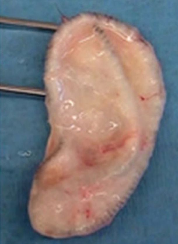 Científicos crean una oreja artificial con impresora 3D y células de oveja