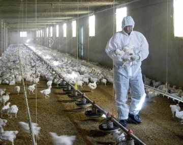 Así mueren cientos de pollos por la gripe aviar
