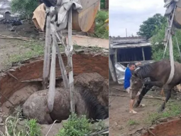 Así fue el rescate de un caballo que había caído en un pozo