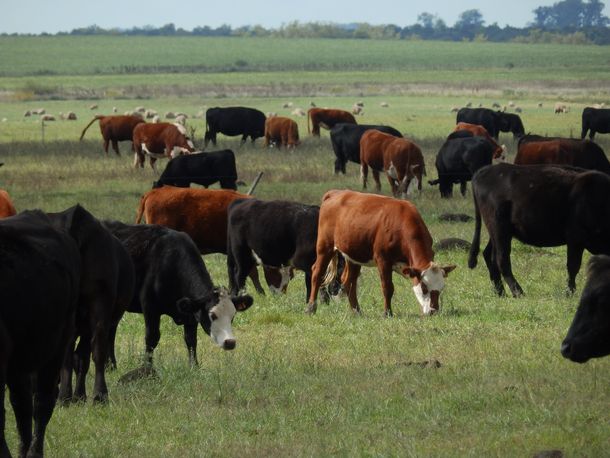 China dio el visto bueno para que el tiempo de faena pase de 90 a 46 días