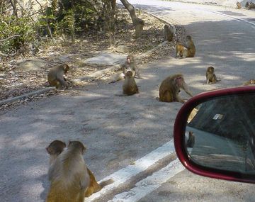 Alarma mundial: detectan en Hong Kong el primer caso humano de virus B