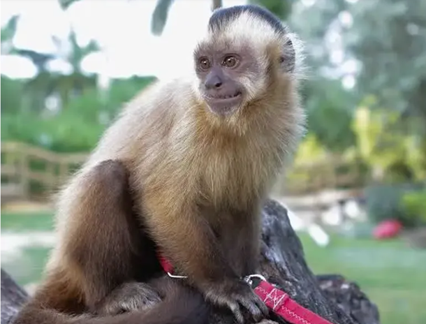 Rescataron a un mono en peligro de extinción en la Ciudad de Buenos Aires
