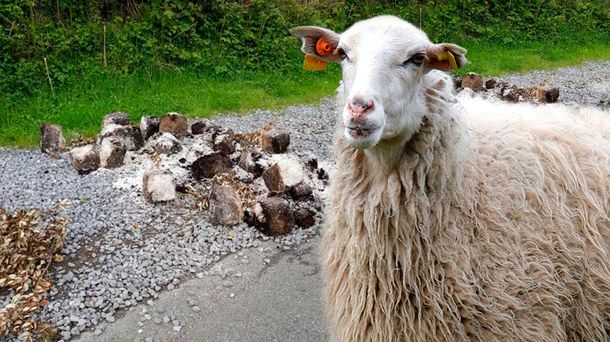 Temor en una localidad galesa por una horda de ovejas drogadas