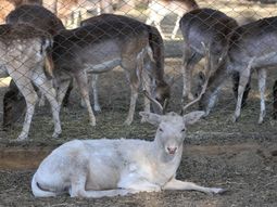 Foto: diario Los Andes. Foto: diario Los Andes.