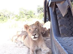 Sud&aacute;frica: los animales tienen derecho de paso en la reserva MalaMala, y los leones lo saben