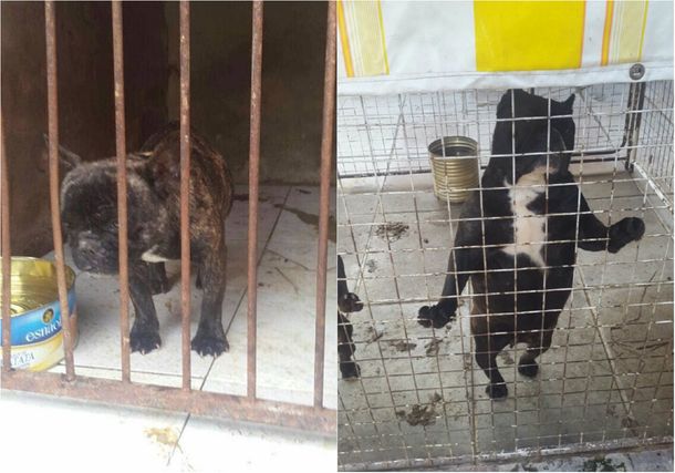 Rescatan 14 pitbull de un criadero ilegal que funcionaba en Villa Devoto
