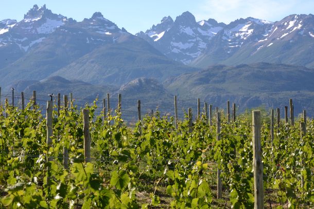 La fiesta de los Viñedos vuelve en marzo