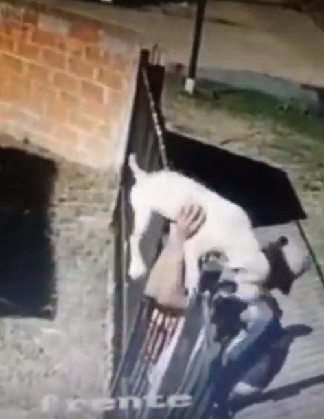 Merlo: jugó con un perro, lo acarició y se lo robó