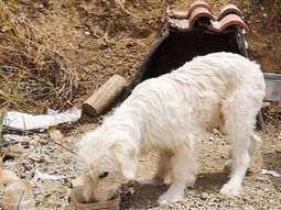 Un perro vive hace un año y medio en el lugar donde murió el dueño en un choque