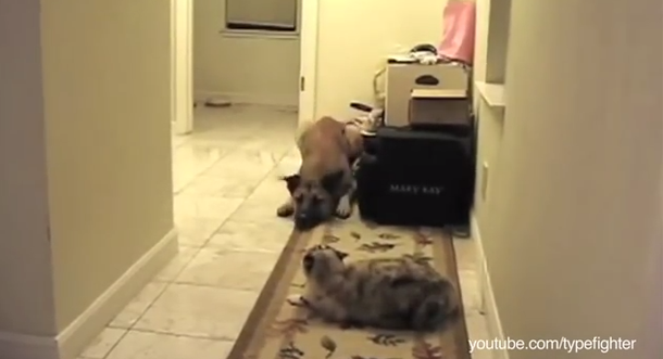 VIDEO: ¿Y el instinto? Perros que le tienen miedo a los gatos