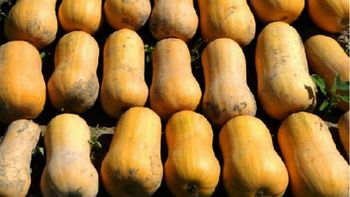 robaron 900 kilos de zapallos, contrataron un flete para llevarselos y los detuvieron robaron 900 kilos de zapallos, contrataron un flete para llevarselos y los detuvieron