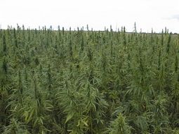 Marihuana