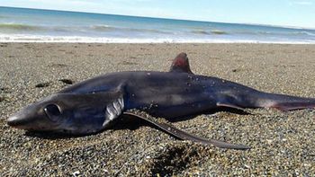 El tiburón zorro que apareció muerto en Chubut El tiburón zorro que apareció muerto en Chubut