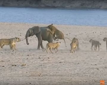 Un pequeño elefante luchó contra 14 leonas: mirá quién ganó