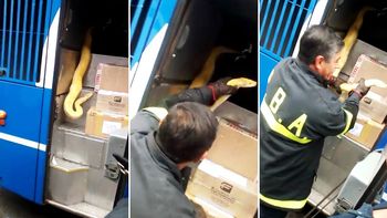 Serpiente pitón birmana albina, la especie hallada en un micro en Tandil Serpiente pitón birmana albina, la especie hallada en un micro en Tandil