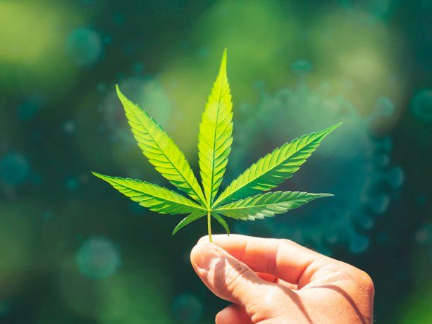 Vos me querés tener escondida pero yo planta de marihuana no soy, otro viral que la rompe en TikTok