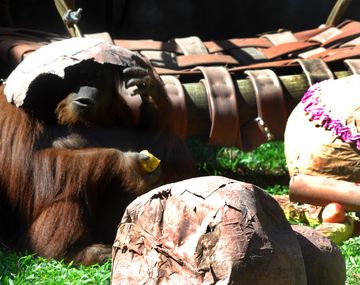 Aseguran que a Sandra le conviene el Zoo