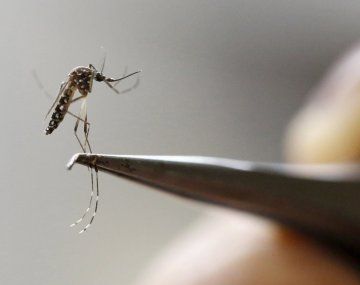 Mendoza: confirman el primer caso autóctono de dengue