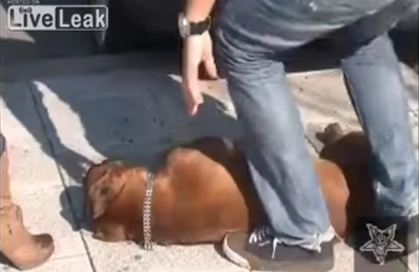 Desalmados: un perro murió porque lo dejaron en el auto y se fueron de compras