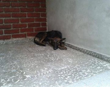 Gentileza diario de Cuyo.