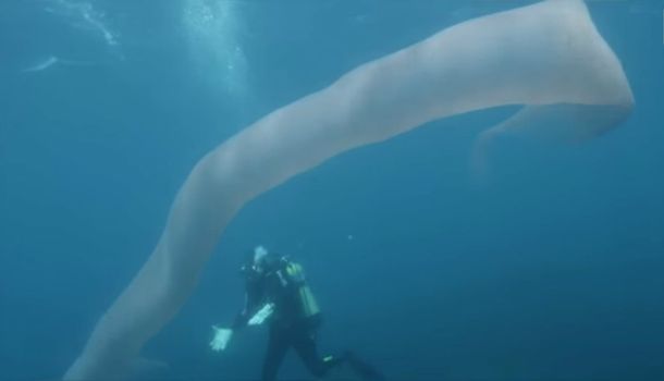 ¿Qué esta criatura de 8 metros?