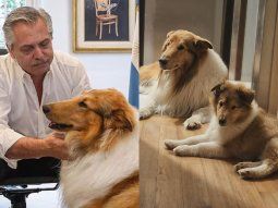 alberto presento a su nueva mascota: ahora hablan de perros consejeros