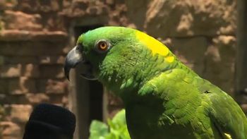 Loro groucho Loro groucho