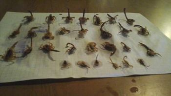 Los alacranes fueron eliminados uno por uno pero el miedo continúa Los alacranes fueron eliminados uno por uno pero el miedo continúa