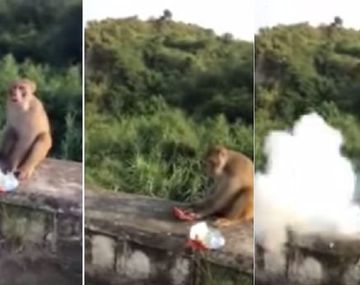 Desalmado: un mono perdió un dedo después que le tiraran un petardo