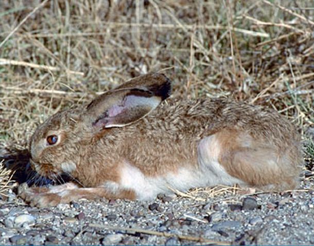 La caza de la liebre una actividad demasiado polémica