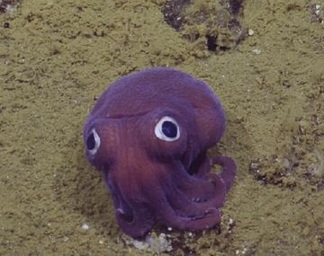 Hallan al calamar más adorable del mundo