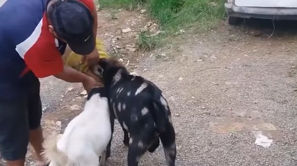 Un hombre salvó a dos cabras que tenían sus cabezas atascadas en un bidón