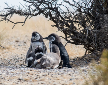 Punta Tombo: Conicet confirmó el alto impacto ambiental de la matanza de pingüinos