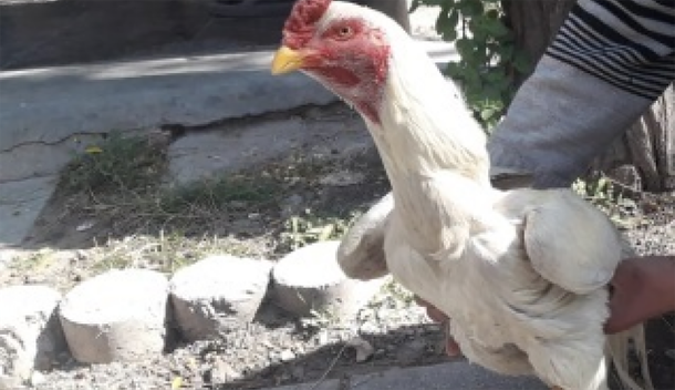 El hombre de la riña de gallos ya reemplazó a los animales: indignantes videos burlándose