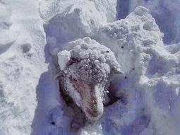 El drama en Chubut: las nevadas aislaron a los pobladores y arrasan con los animales 