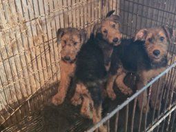 Rescataron 23 perros hacinados en una vivienda de Saavedra que funcionaba como criadero ilegal