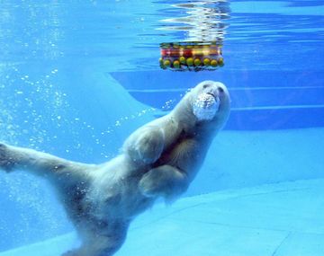 Desde el Zoo niegan que vayan a reemplazar a Winner por otro oso