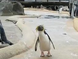 La desbordante alegría de un pingüino que es furor en las redes