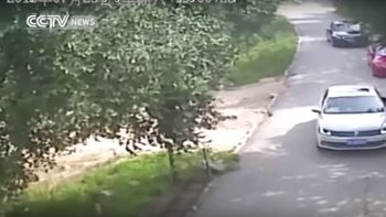 video: difunden imagenes del ataque mortal de un tigre en un zoologico de china video: difunden imagenes del ataque mortal de un tigre en un zoologico de china