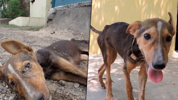 VIDEO: el milagro de un cachorro que le ganó a la muerte