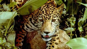 Jaguar Jaguar